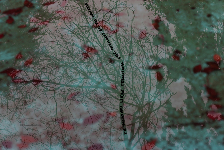 Árbol seco.