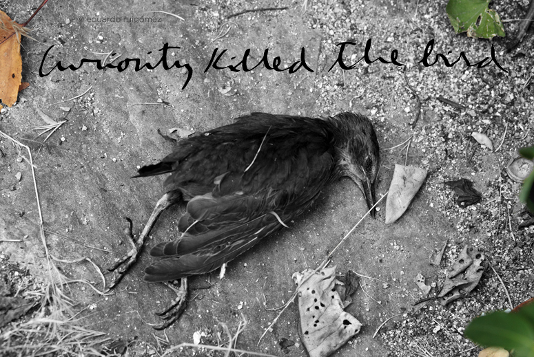 Pájaro moribundo después del ataque de un gato.