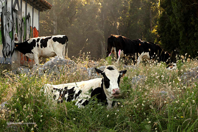 Vacas pastando