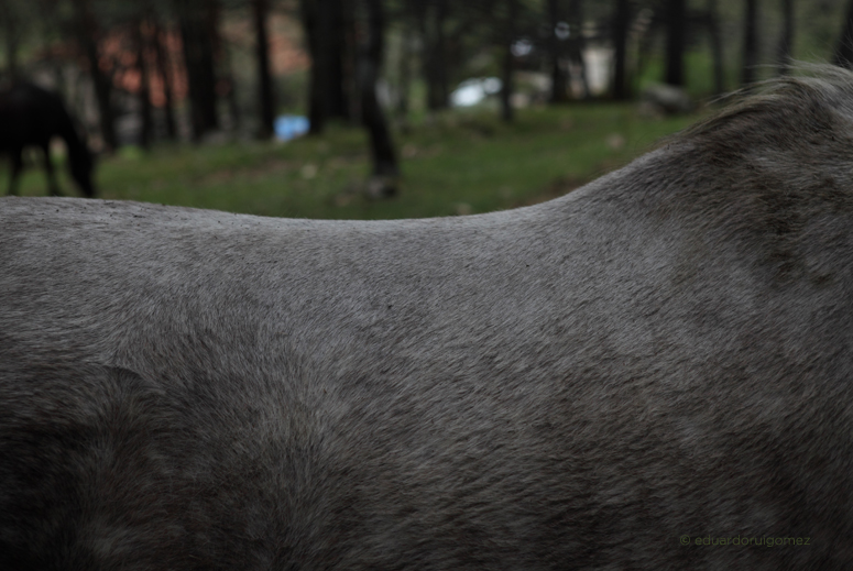 Caballo en el campo.