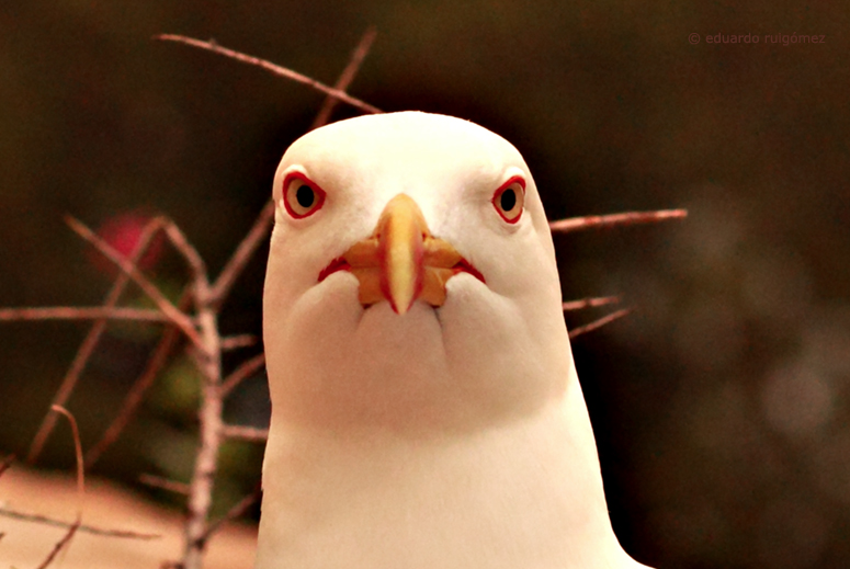 Primer plano de una gaviota mirando a cámara.