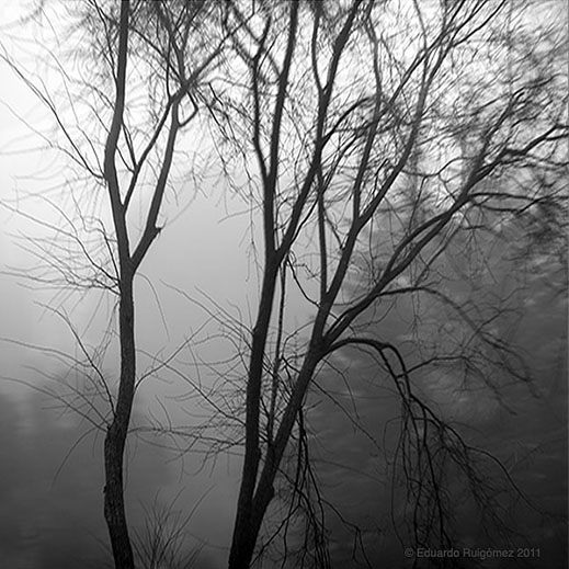 Ramas de unos árboles meciéndose al viento.
