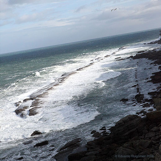 Una gaviota rozando las nubes y las olas en el camino hacia el oeste