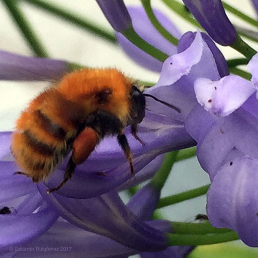 Una abeja libando una flor.
