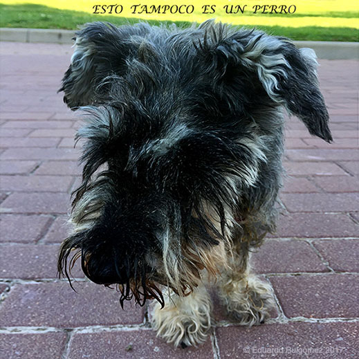 Un caballo salvaje en un bosque.