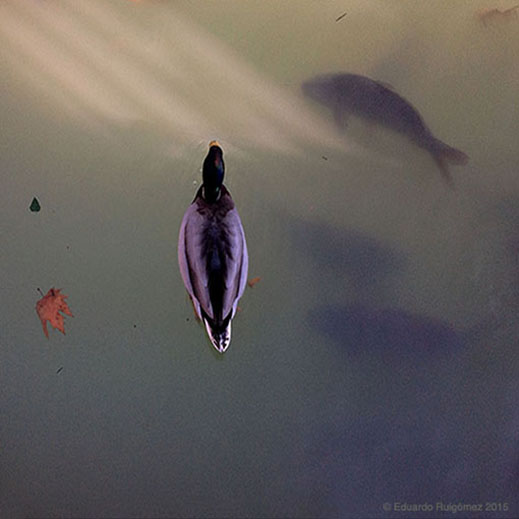 Cae niebla sobre la montaña y la playa