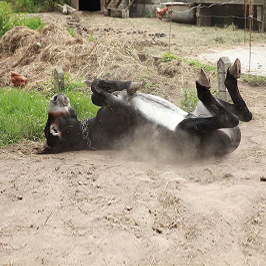 Un burro revolcándose en la tierra