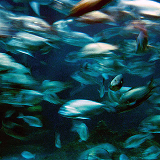 Revuelo de peces en el mar.