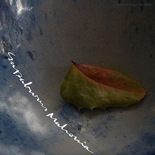 Revuelo de peces en el mar.