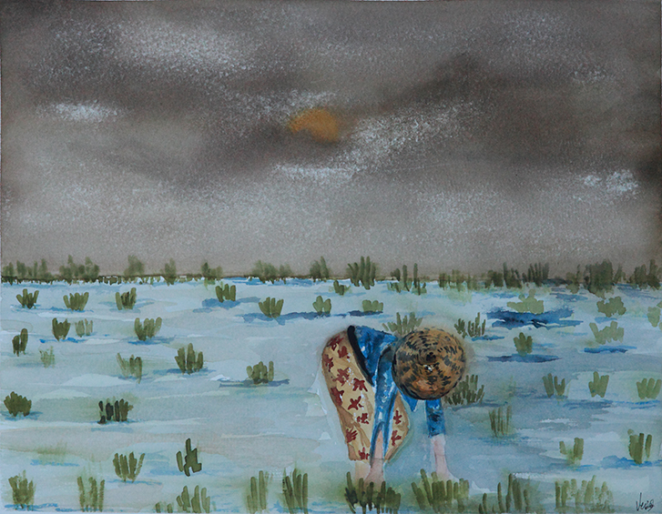 Plantación de arroz.